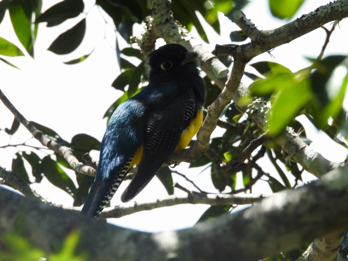 Gartered Trogon - ML643708564