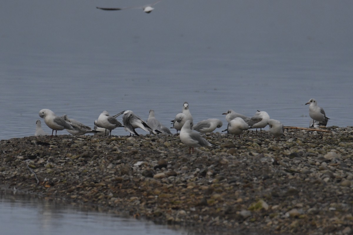 hettemåke - ML643708571