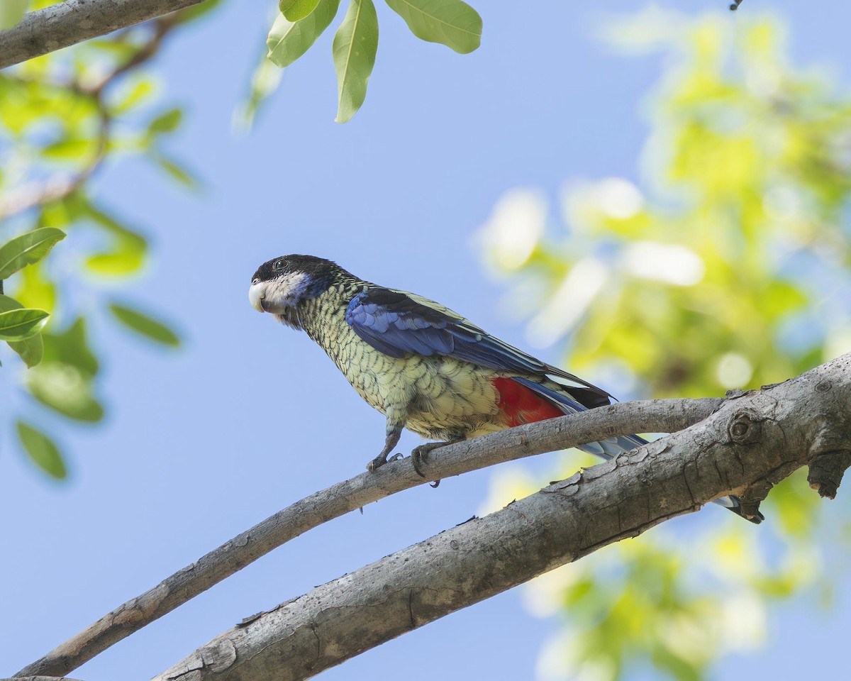 Northern Rosella - ML643708589