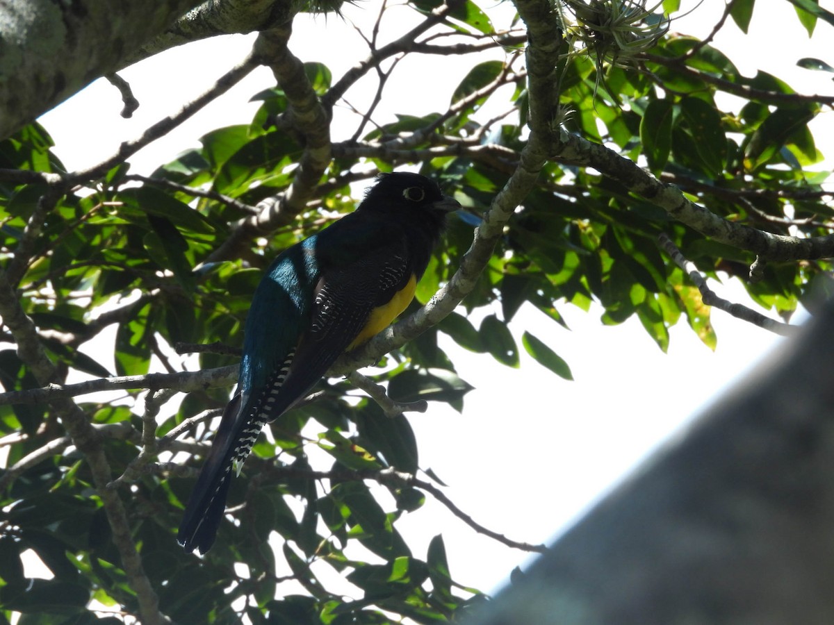 Gartered Trogon - ML643708593