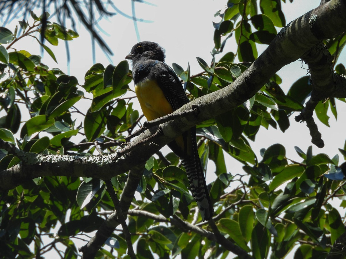 Gartered Trogon - ML643708594