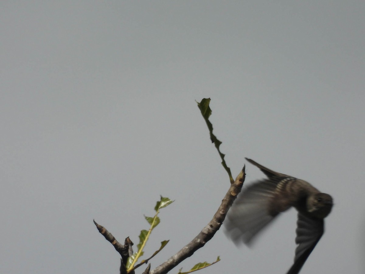 Western Wood-Pewee - ML643708603