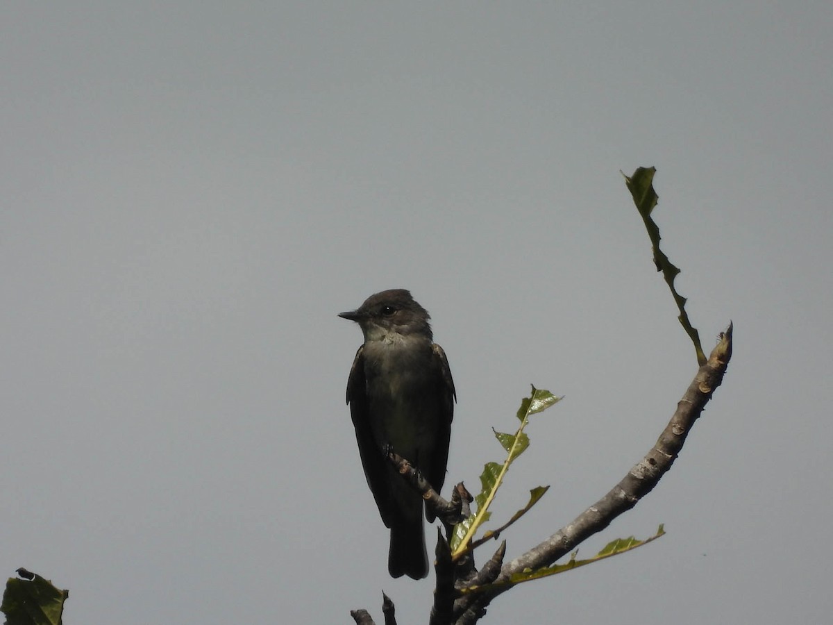 Western Wood-Pewee - ML643708604