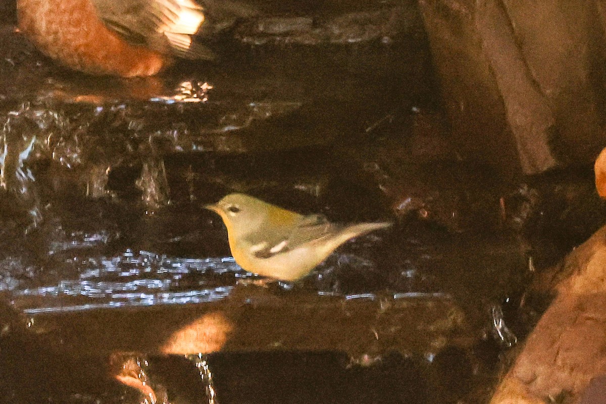 Northern Parula - ML643708611