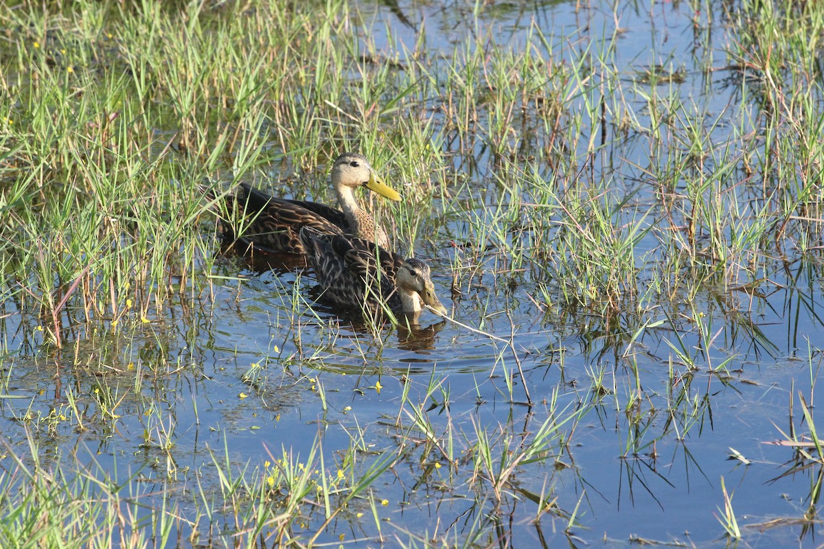 Canard brun - ML643708614