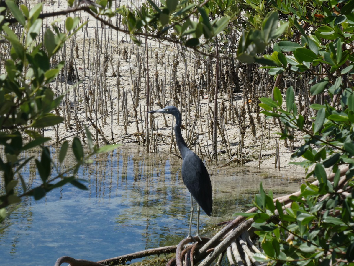 Little Blue Heron - ML643708617