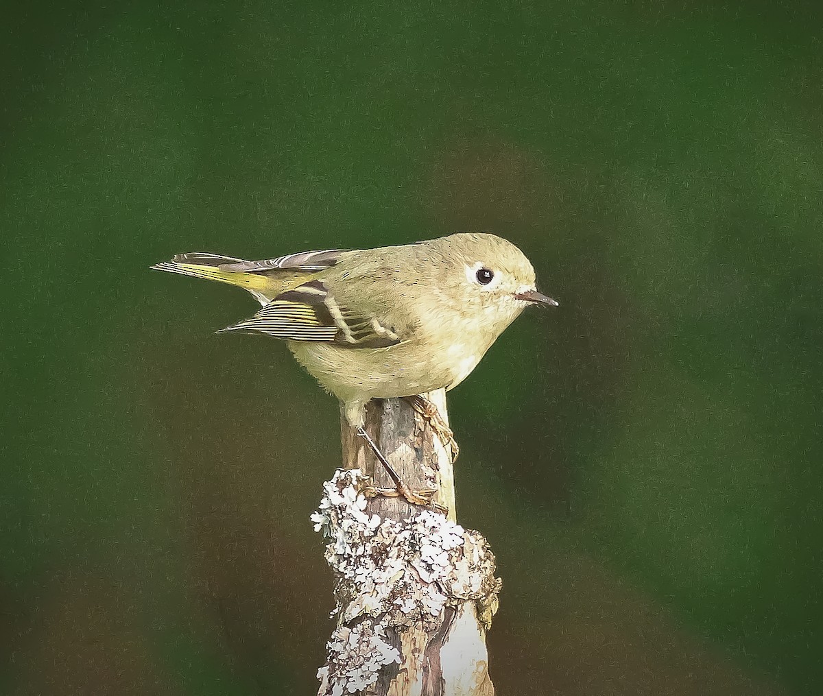 Ruby-crowned Kinglet - ML643708622