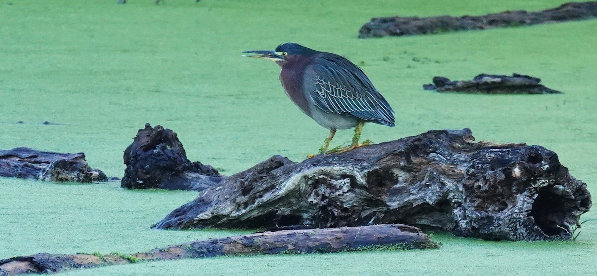 Green Heron - ML643708640