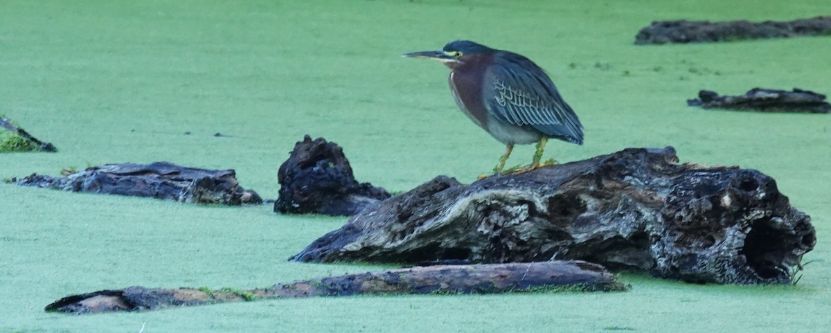 Green Heron - ML643708641
