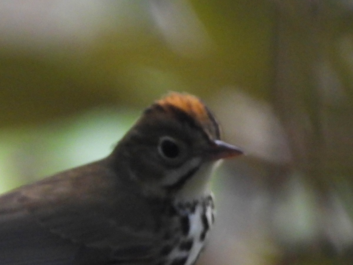 Paruline couronnée - ML643708642