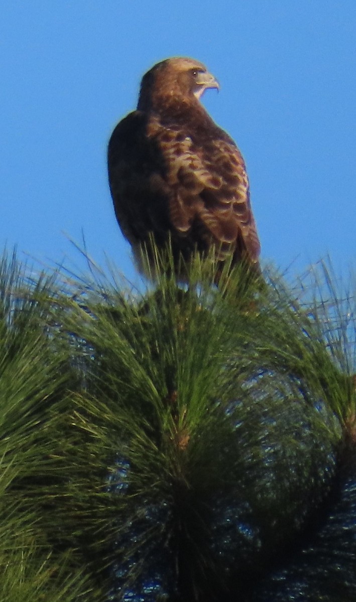 Red-tailed Hawk - ML643708644