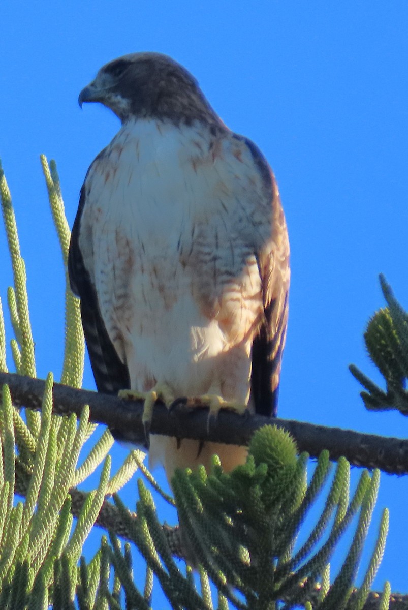 Red-tailed Hawk - ML643708663