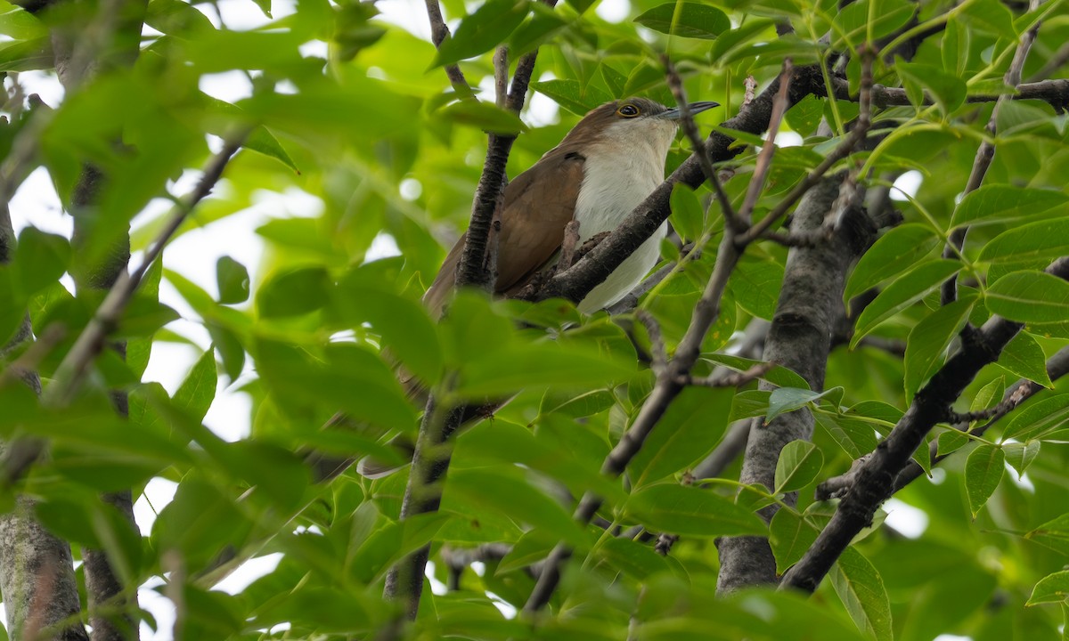 קוקיה שחורת-מקור - ML643708665