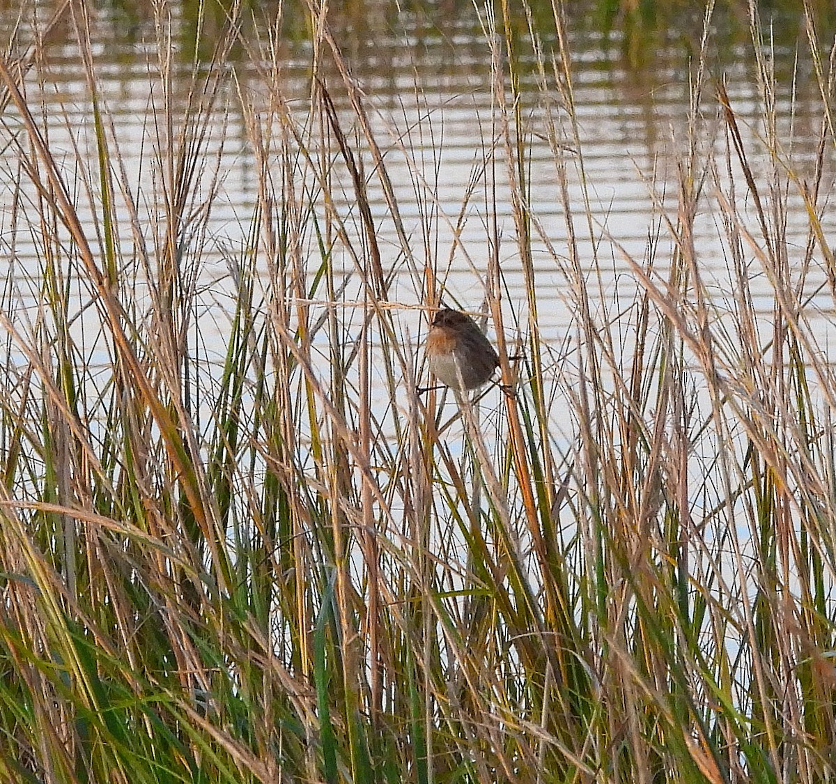 Nelson's Sparrow - ML643708684