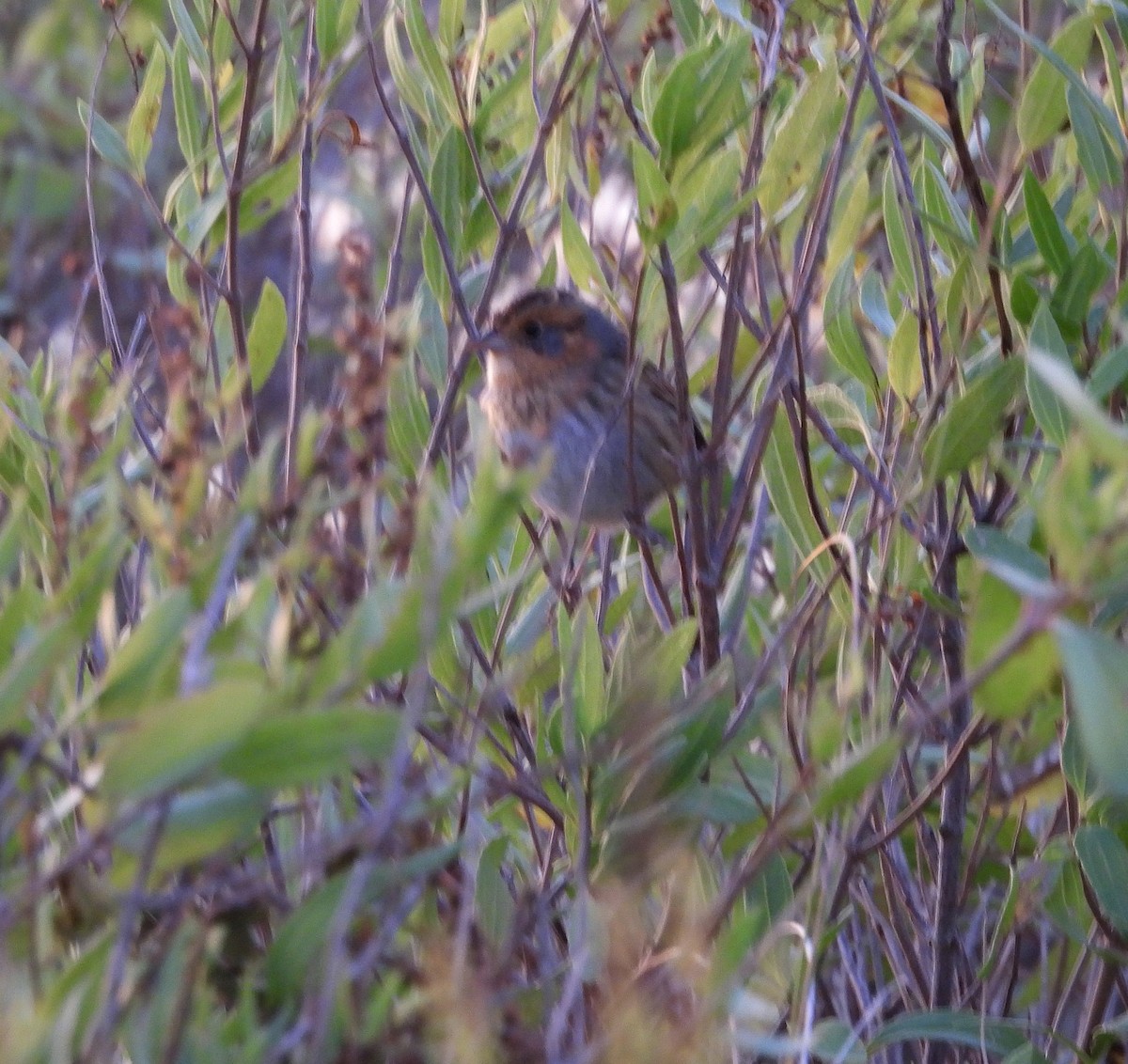 Nelson's Sparrow - ML643708685