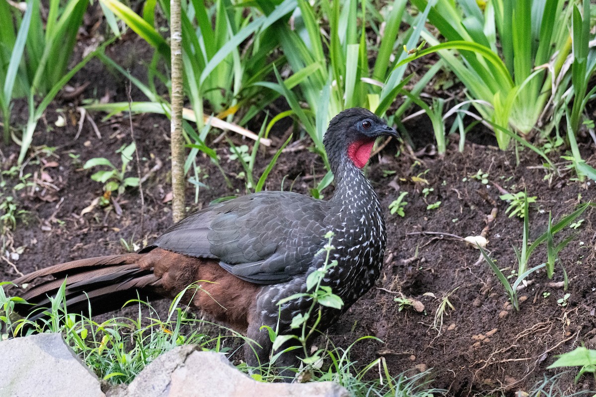 Crested Guan - ML643708686