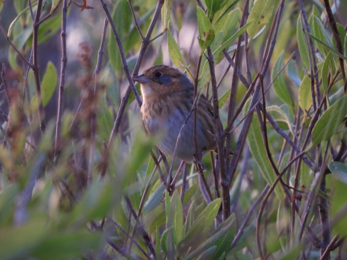 Nelson's Sparrow - ML643708687