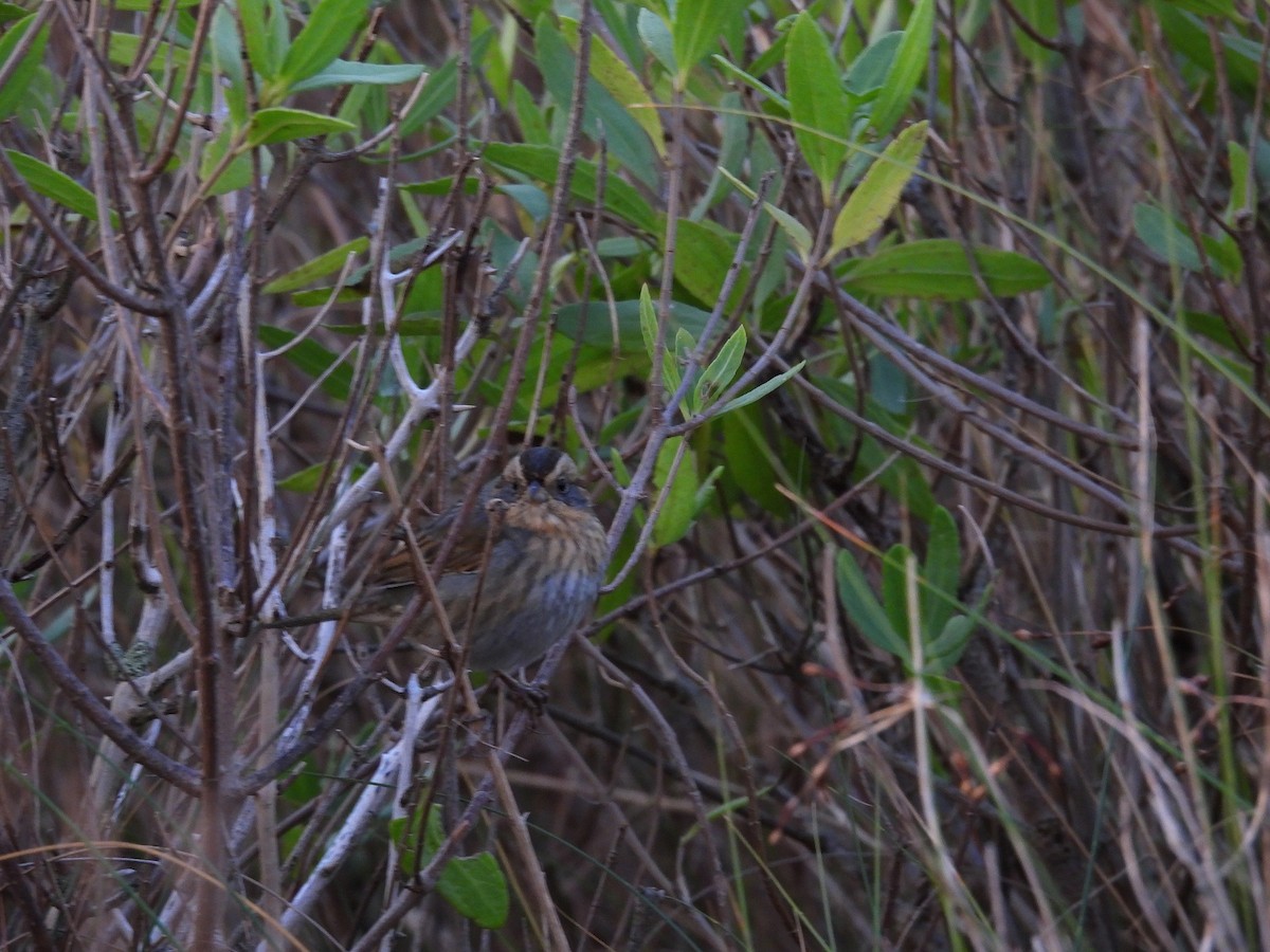 Nelson's Sparrow - ML643708688