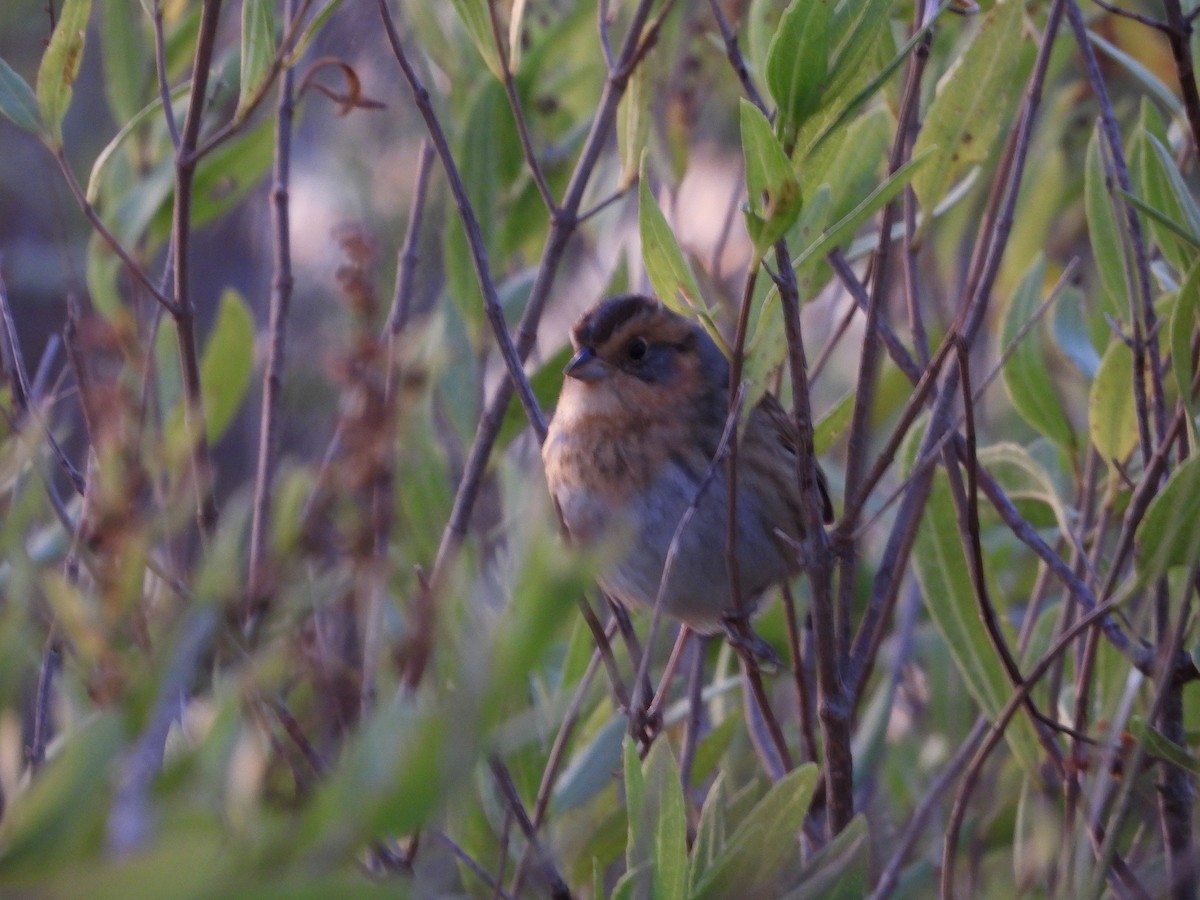 Nelson's Sparrow - ML643708689