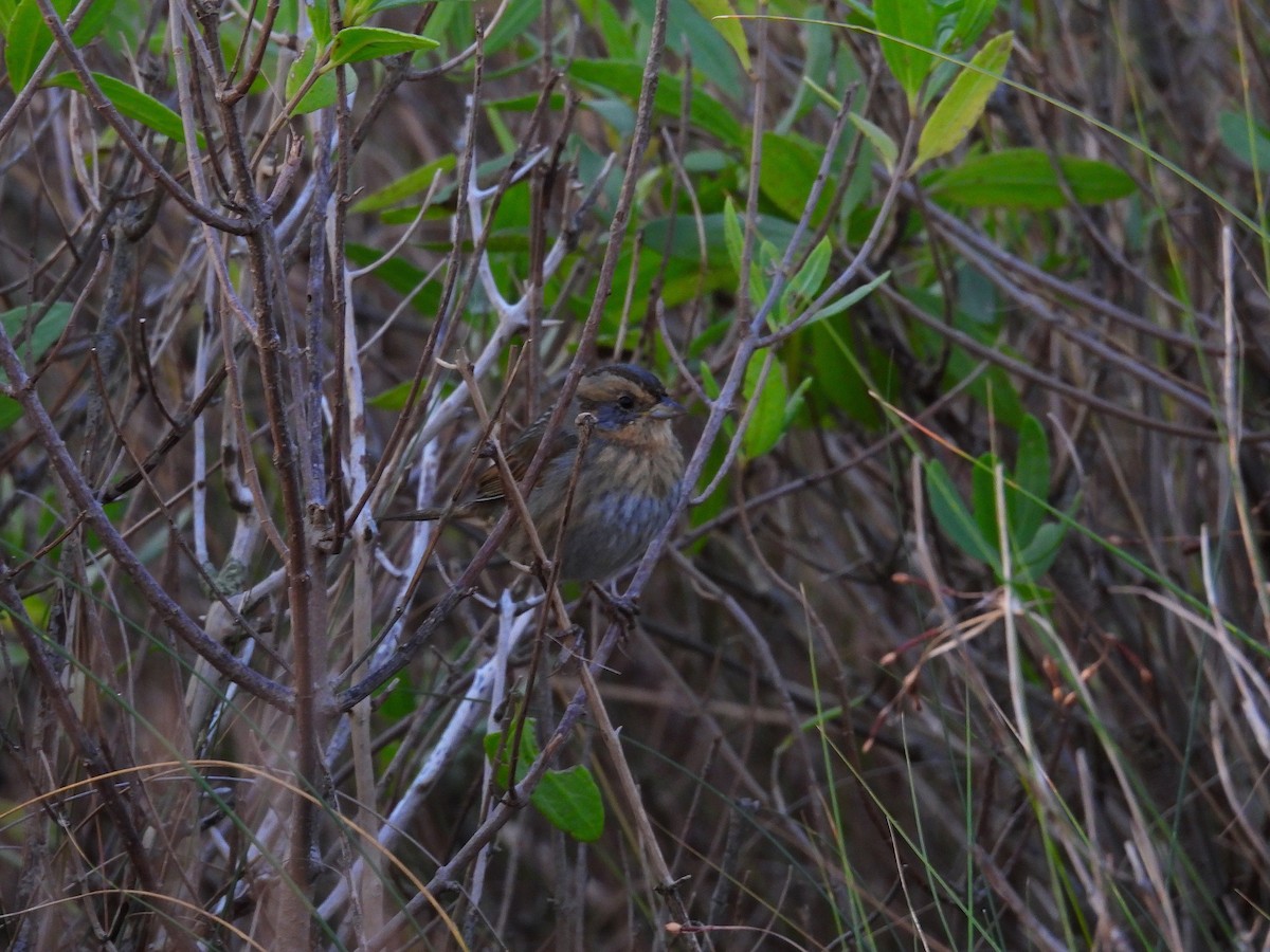 Nelson's Sparrow - ML643708690