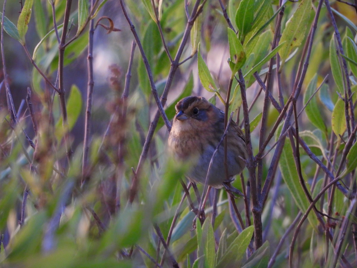 Nelson's Sparrow - ML643708691