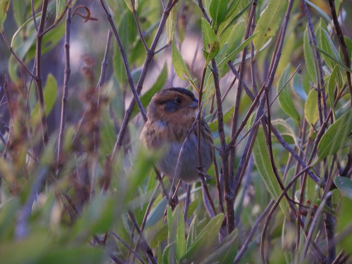 Nelson's Sparrow - ML643708692