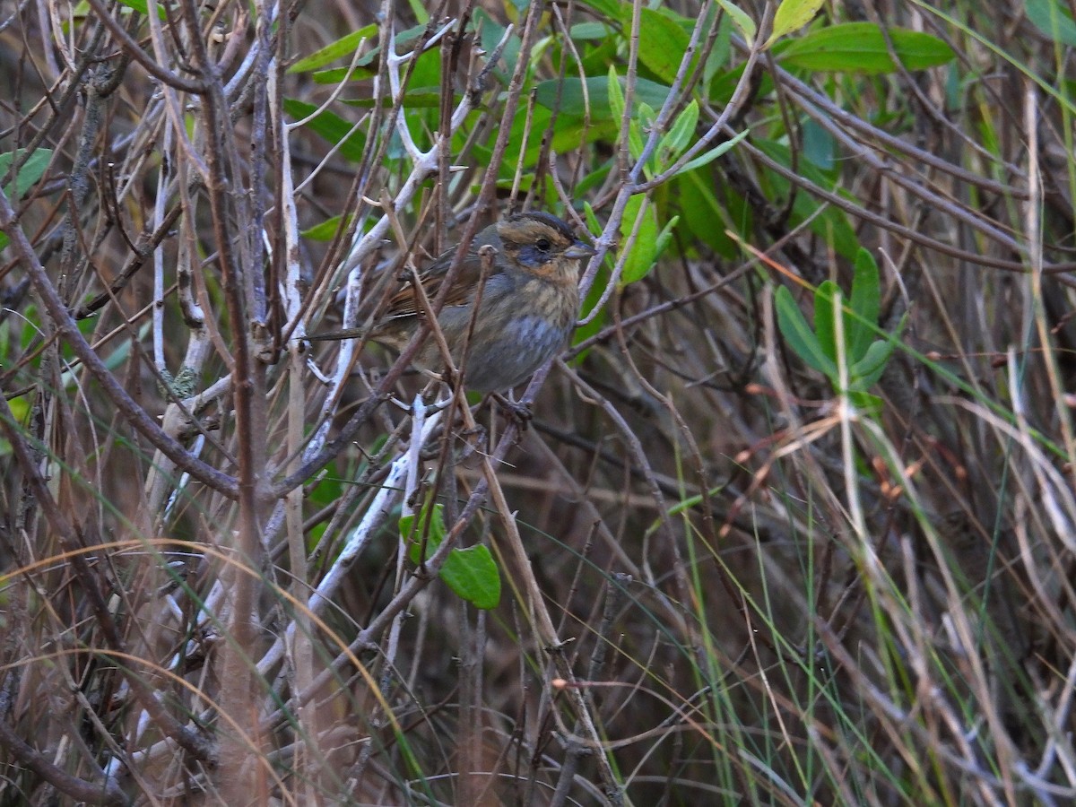 Nelson's Sparrow - ML643708693