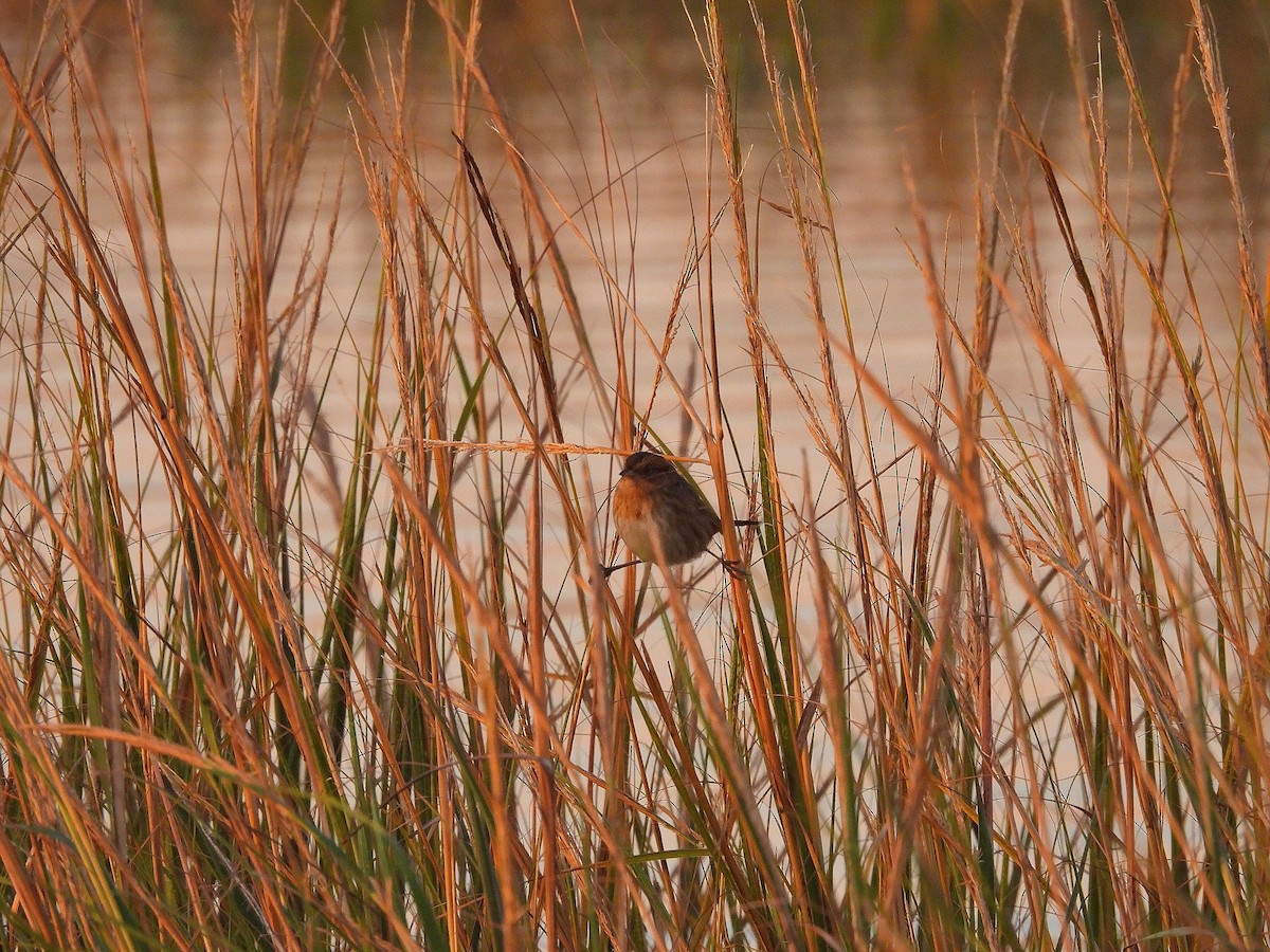 Nelson's Sparrow - ML643708694