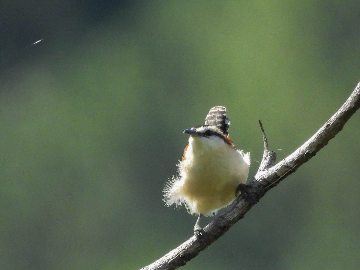 Rufous-backed Wren - ML643708698