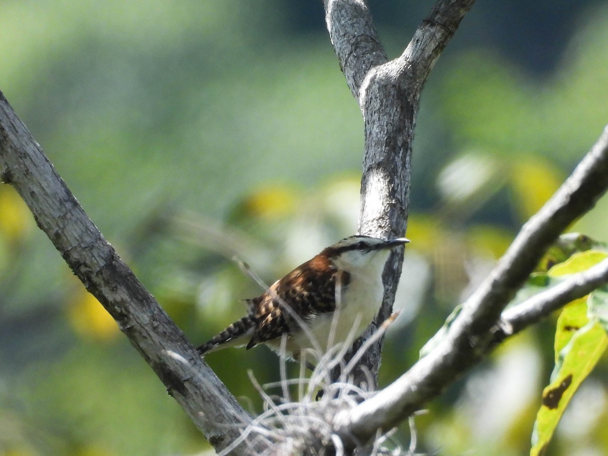 Rufous-backed Wren - ML643708699
