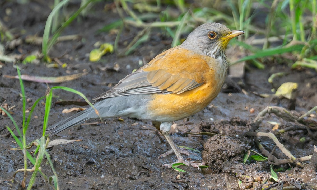 Rufous-backed Robin - ML643708700