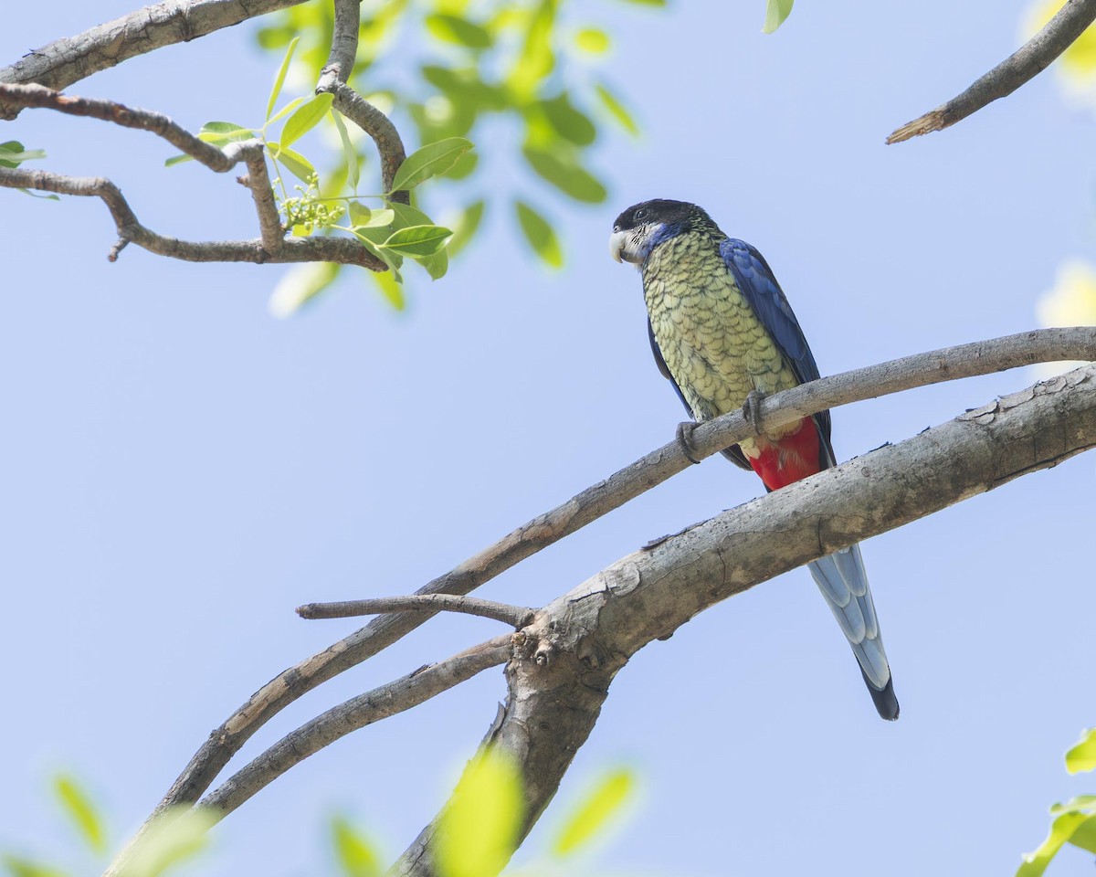 Northern Rosella - ML643708716