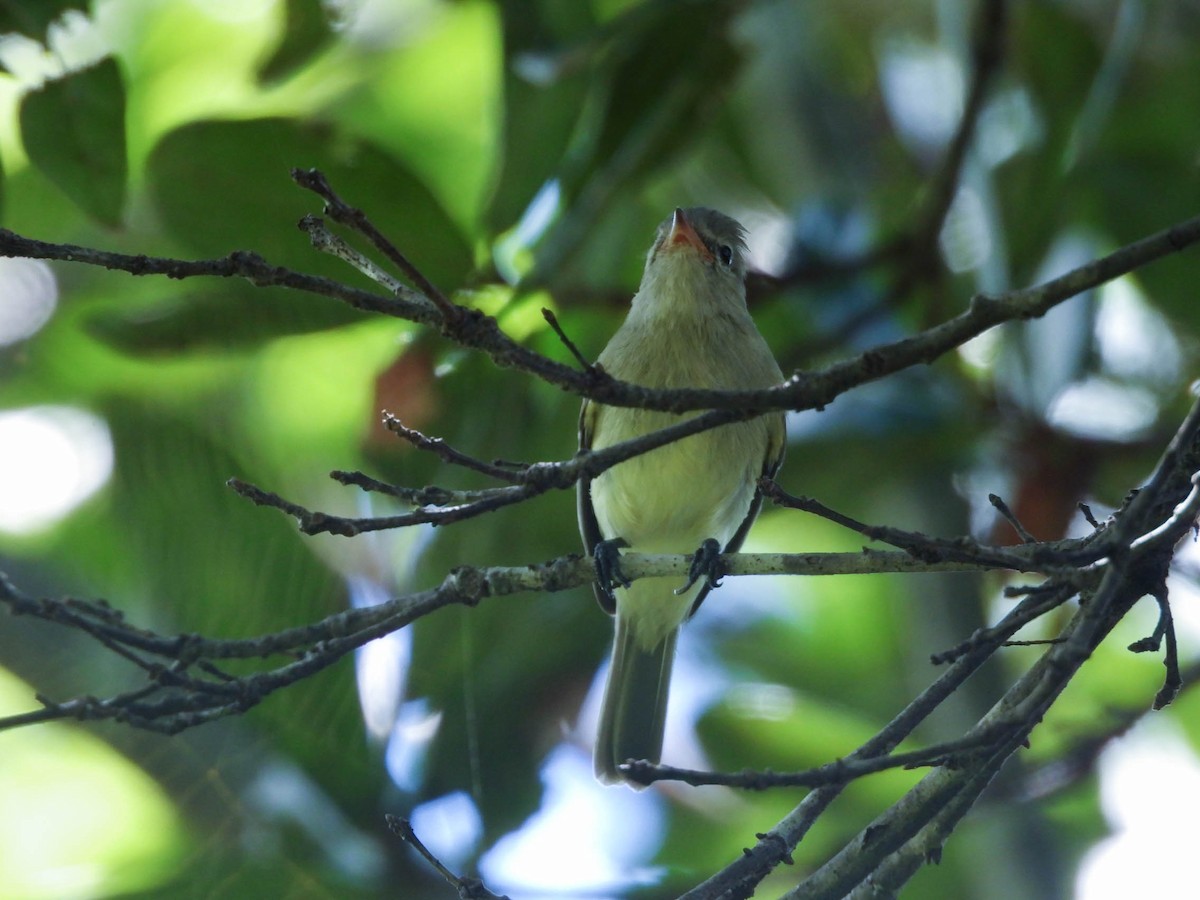 Northern Beardless-Tyrannulet - ML643708721