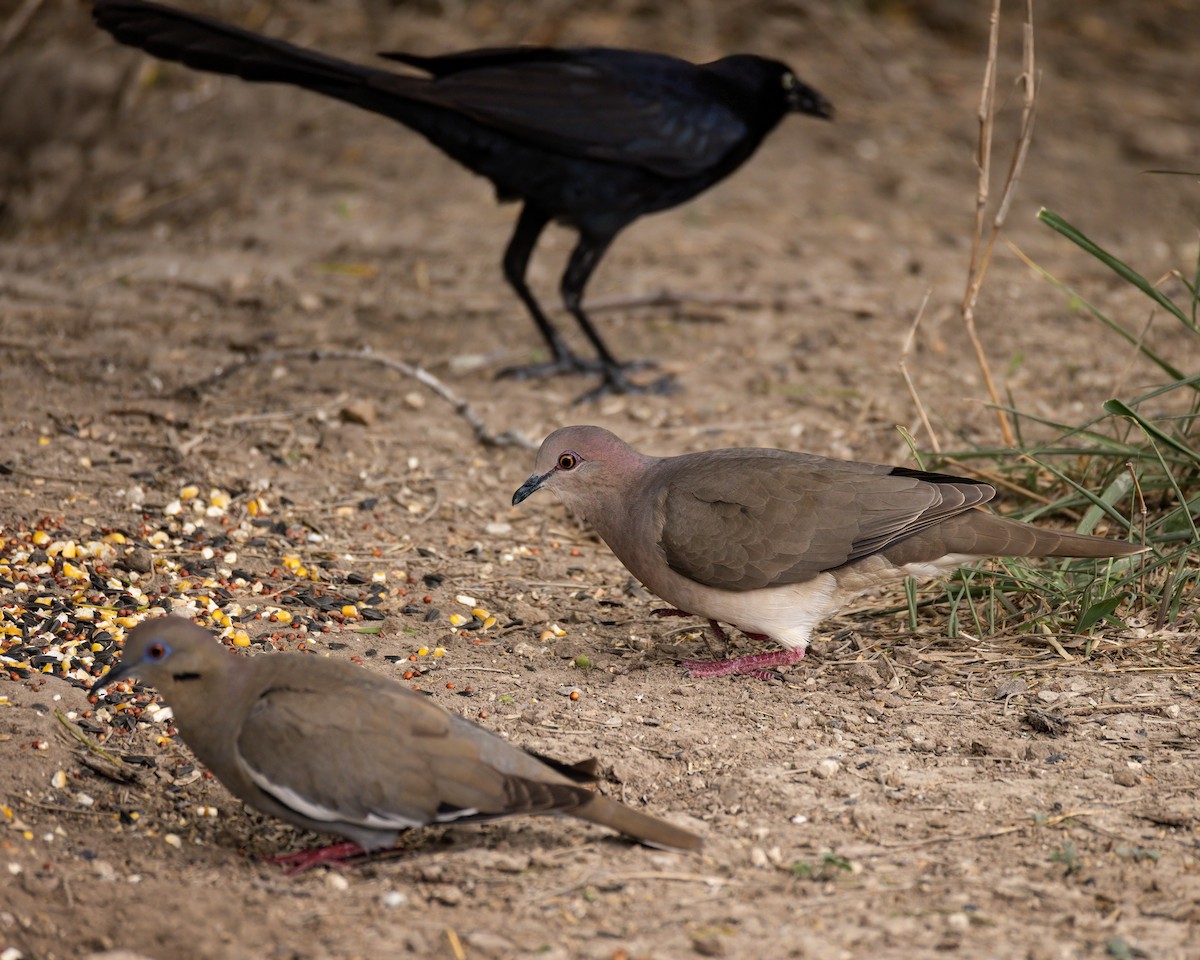 White-tipped Dove - ML643708735