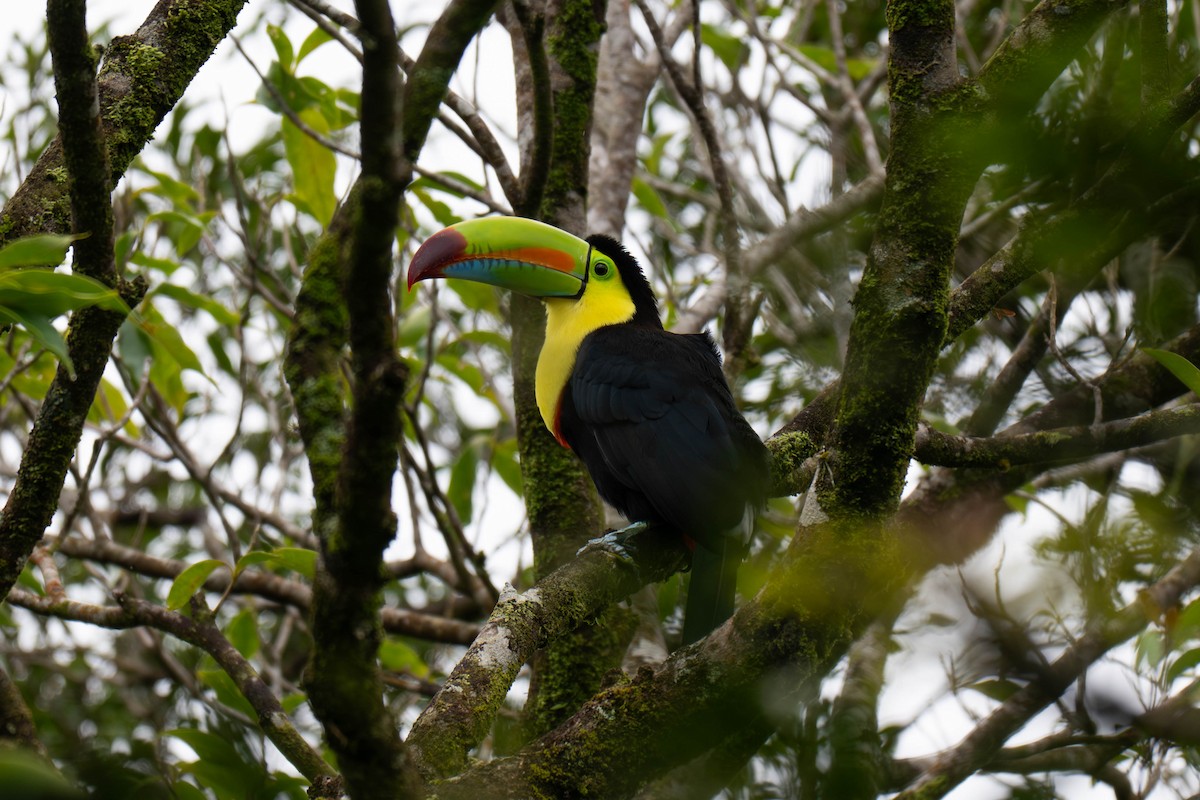 Keel-billed Toucan - ML643708740