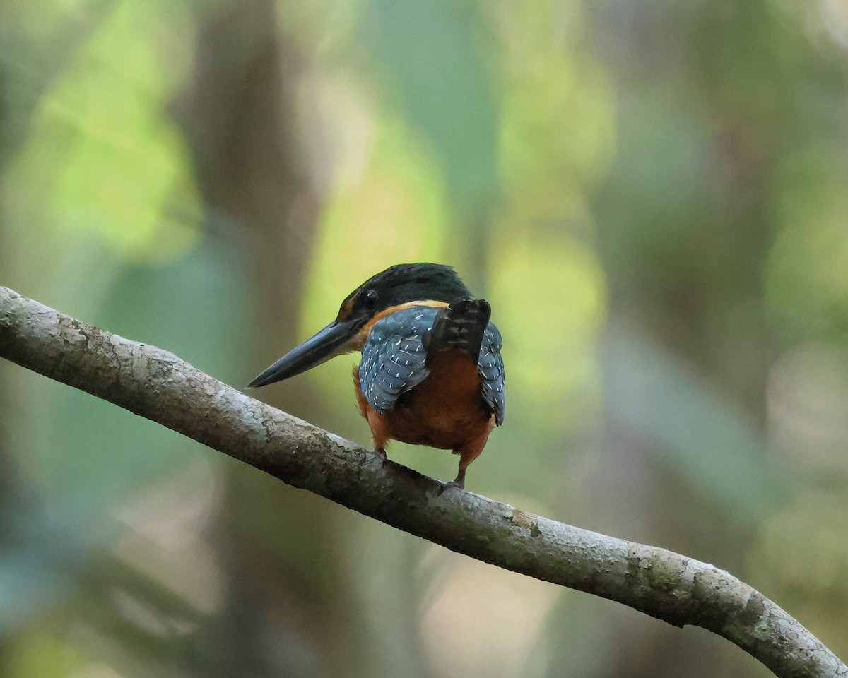 Green-and-rufous Kingfisher - ML643708747