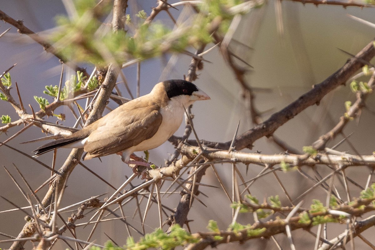 Tejedor Social de Cabanis - ML643708755