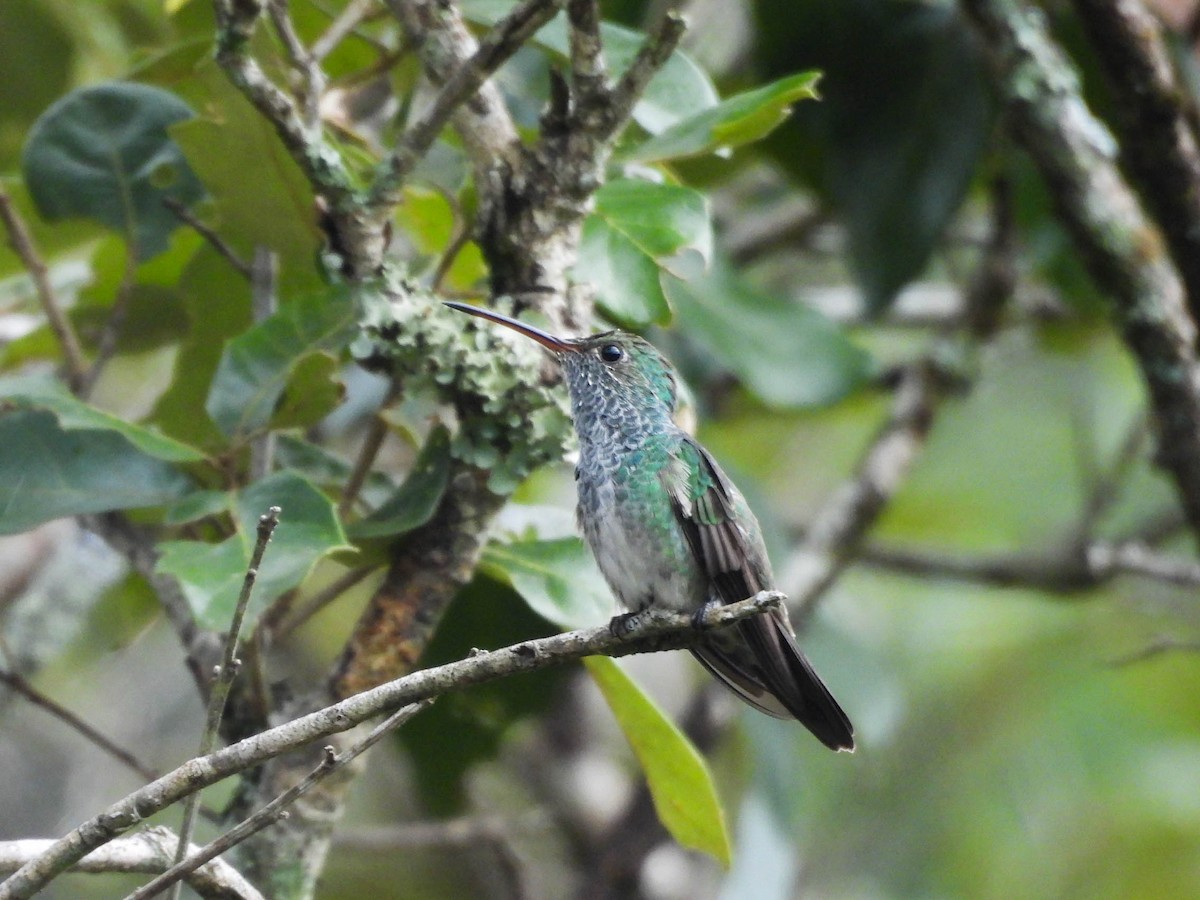 Honduran Emerald - ML643708757
