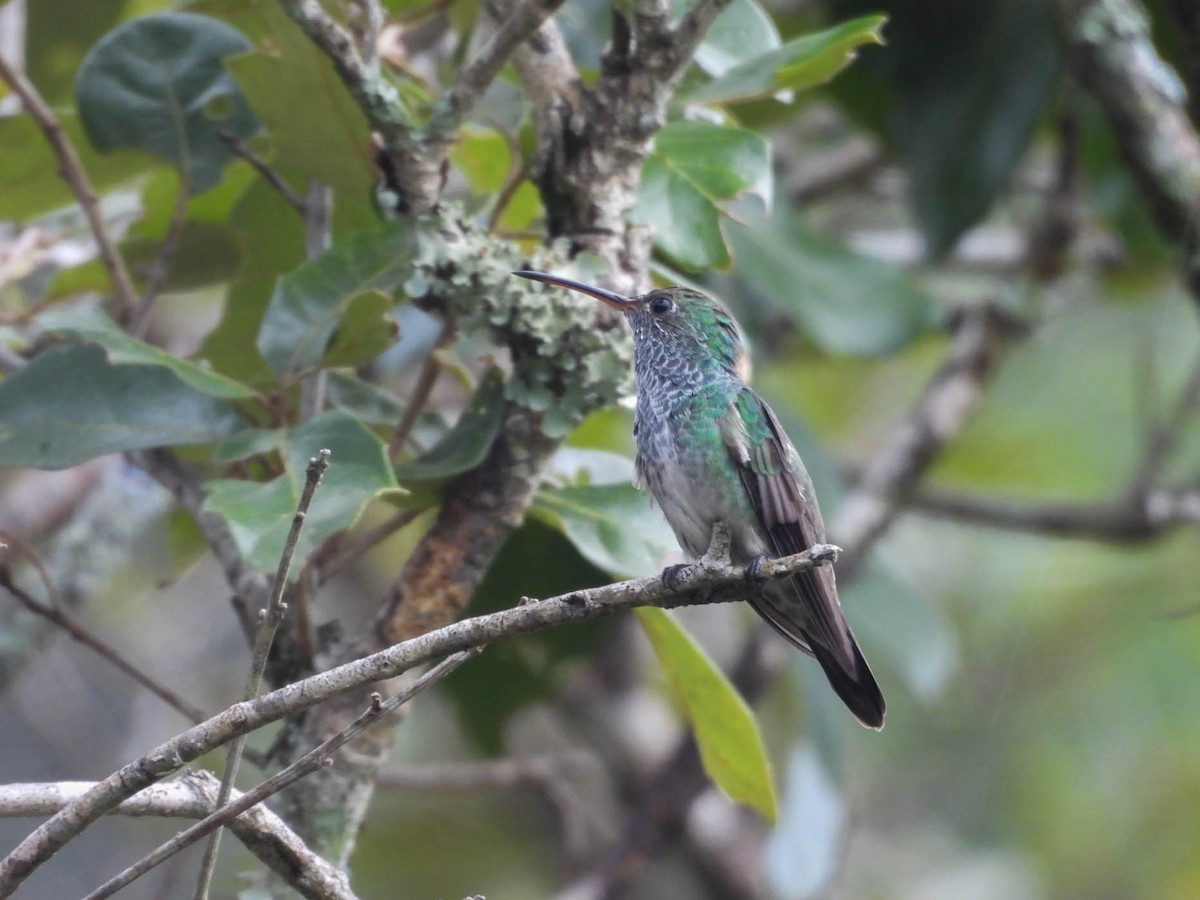 Honduran Emerald - ML643708758