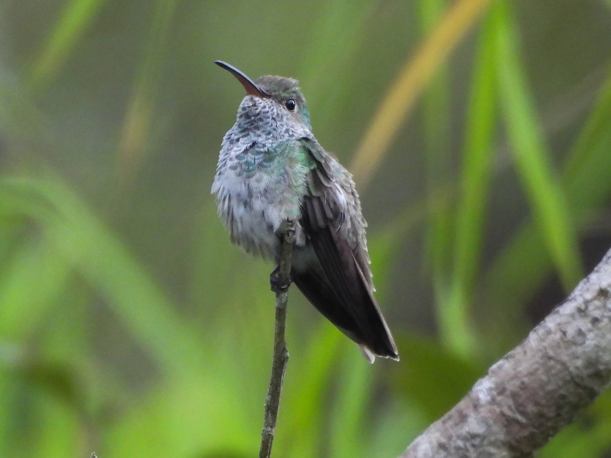 Honduran Emerald - ML643708759