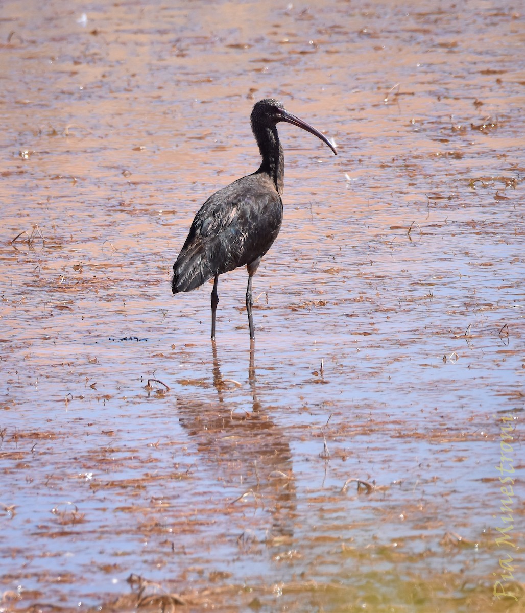 Puna Ibis - ML643708760