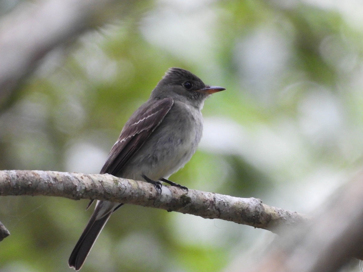 Eastern Wood-Pewee - ML643708762