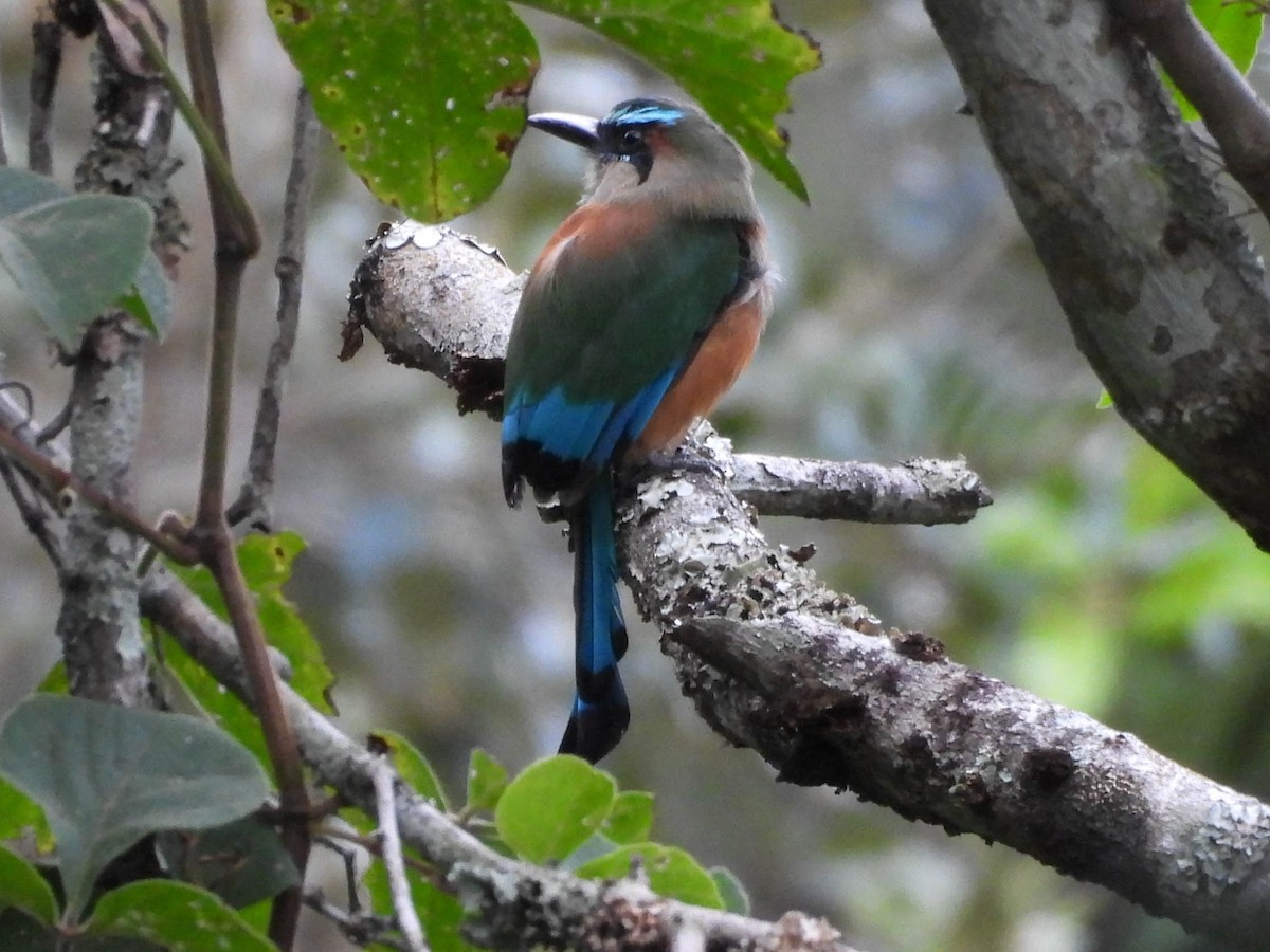 Turquoise-browed Motmot - ML643708766