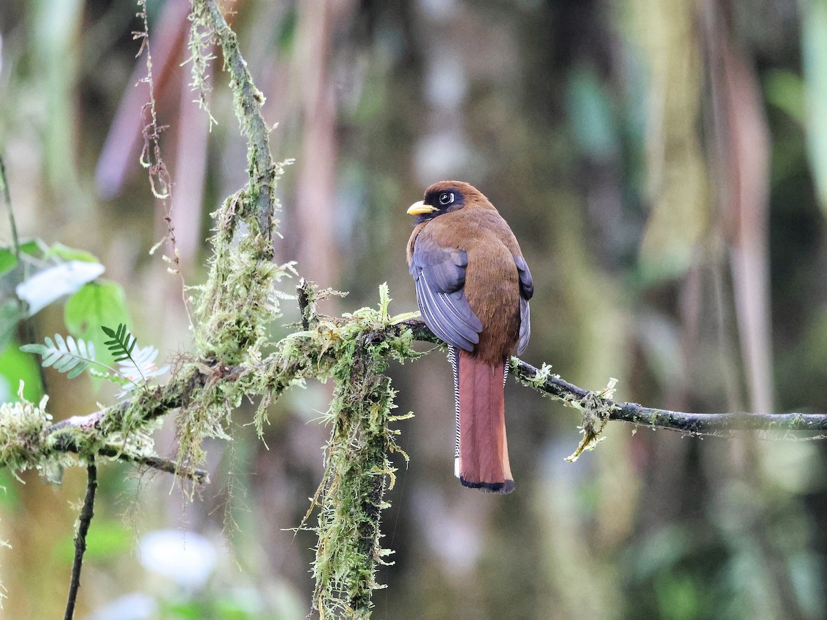 trogon škraboškový - ML643708802