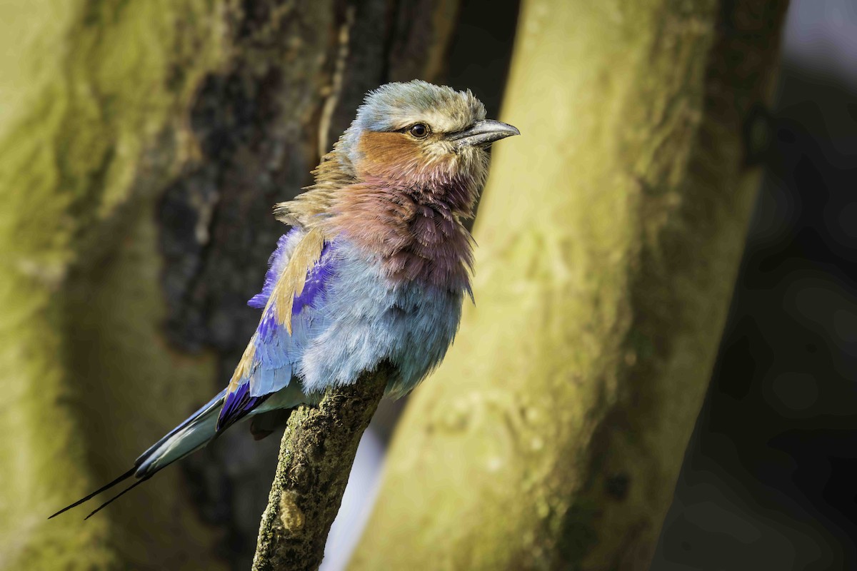 Lilac-breasted Roller - ML643708813