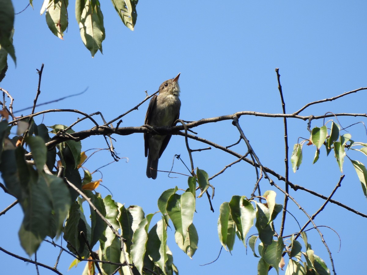 tyranovec východní - ML643708817