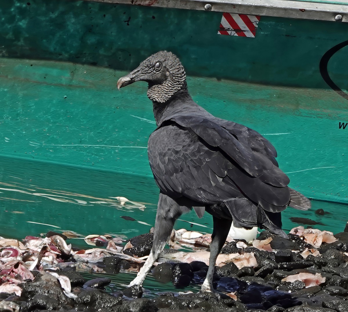 Black Vulture - ML643708840