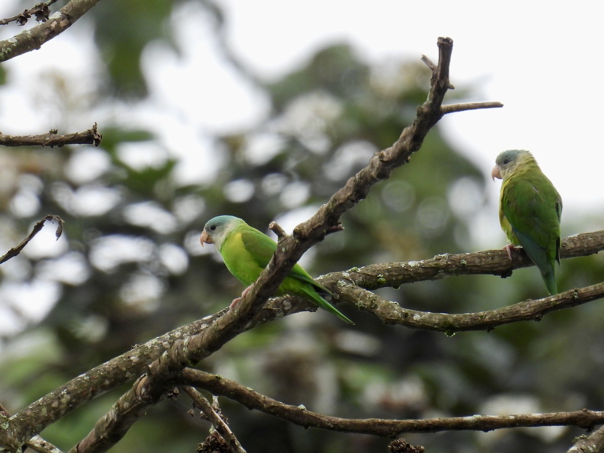 Gray-cheeked Parakeet - ML643708843