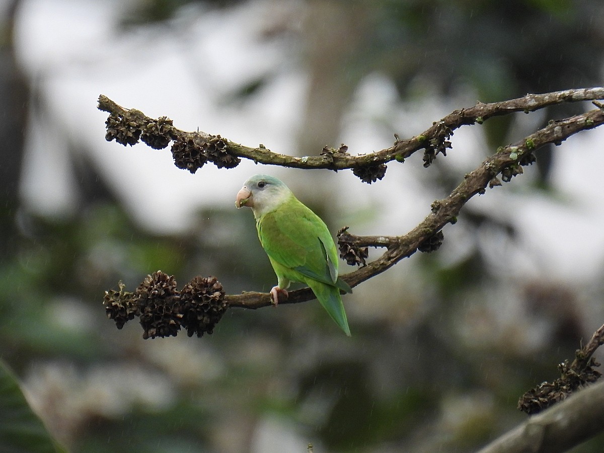 Gray-cheeked Parakeet - ML643708844