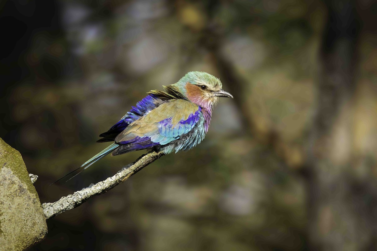 Lilac-breasted Roller - ML643708846